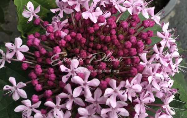 Clerodendrum bungei 24