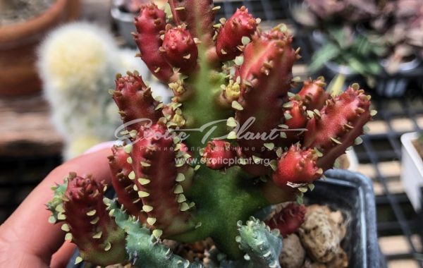 euphorbia lactea Red Monster / эуфорбия лактея Красный Монстр 50