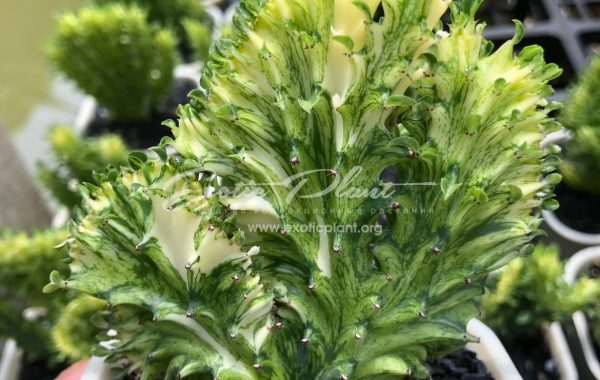 euphorbia lactea green and gold cristated / эуфорбия лактея грин энд голд кристатная 80