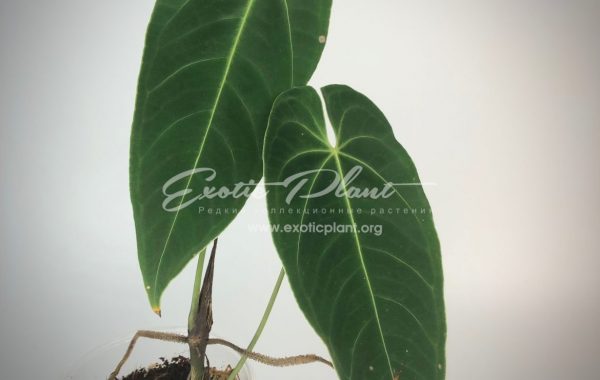 Anthurium marmoratum / антуриум марморатум