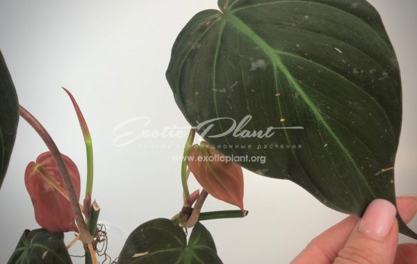 Philodendron Lupinum / филодендрон люпинум 45-60