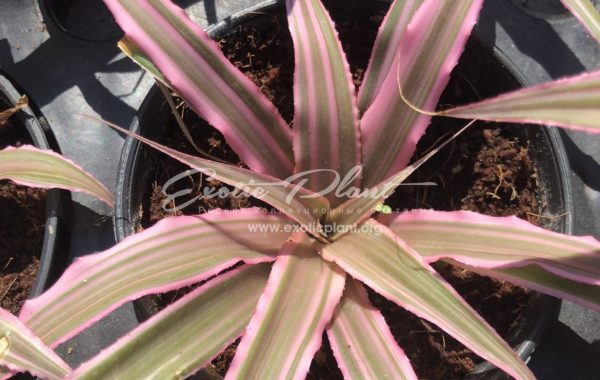 Cryptanthus bivittatus / криптантус двухполосый 16