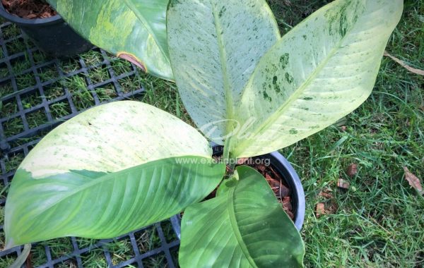 Dieffenbachia white variegated / диффенбахия Вайт вариегатед, белая вариегатность 30