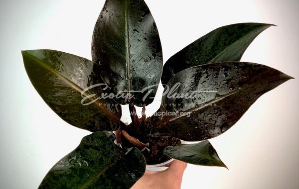 Philodendron melinonii hybr Black 50-75