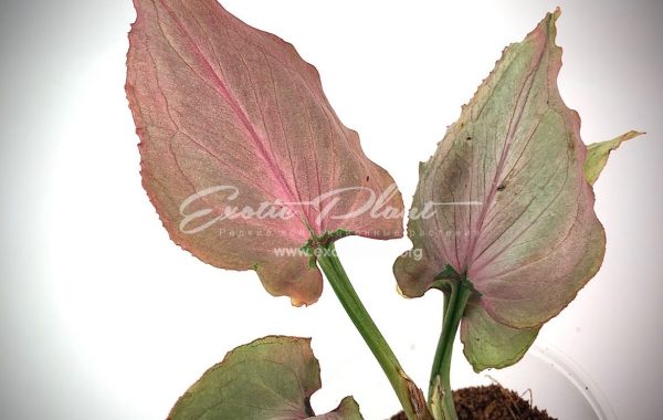 Syngonium Pink Heart (Orm Nak mutation) / Сингониум Пинк Хат (Орм Нак мутейшн) 50-75