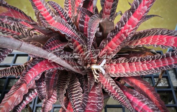 cryptanthus Elaine 16