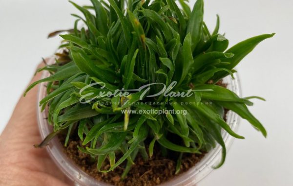 dracaena cristated / драцена кристатная 35-50