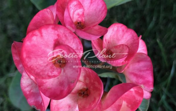 euphorbia millii Pink Glamour / эуфорбия миля Пинк Гламур 12-25