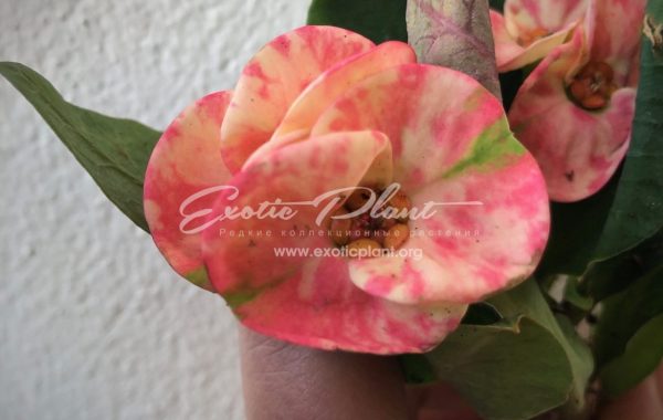 euphorbia millii Pink Miracle / эуфорбия миля Пинк Миракл 12-25