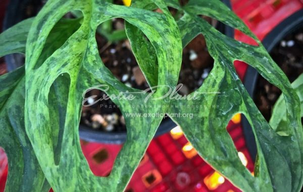 monstera obligua yellow variegated 350 – к продаже предлагают растение 1-2 листа