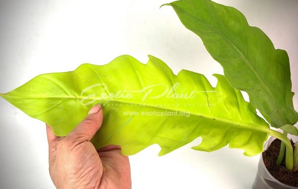 philodendron Golden Dragon 80-100