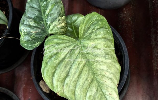 philodendron sodiroi variegated 250