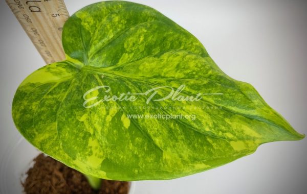 Alocasia cucullata variegated 20