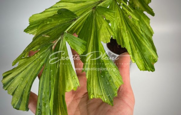 caryota mitis variegated (dwarf form) – новинка, карликовая форма