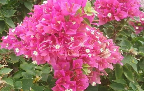 Bougainvillea Pixie Queen (pink flower) 14