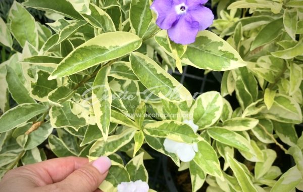 Brunfelsia australis albomarginata 70