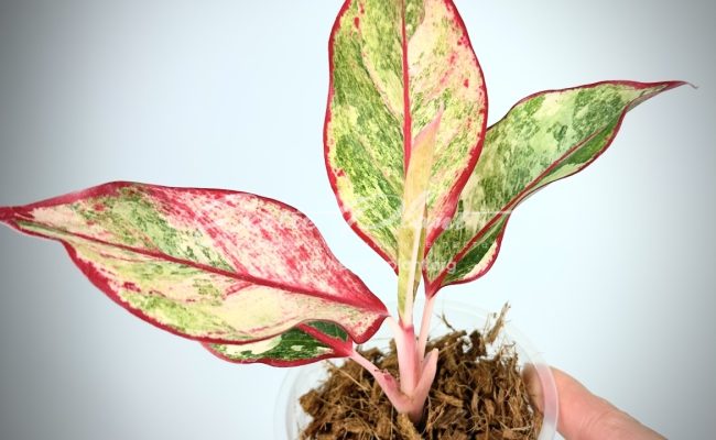 Aglaonema Siam Aurora variegated