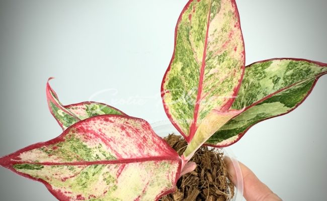 Aglaonema Siam Aurora variegated