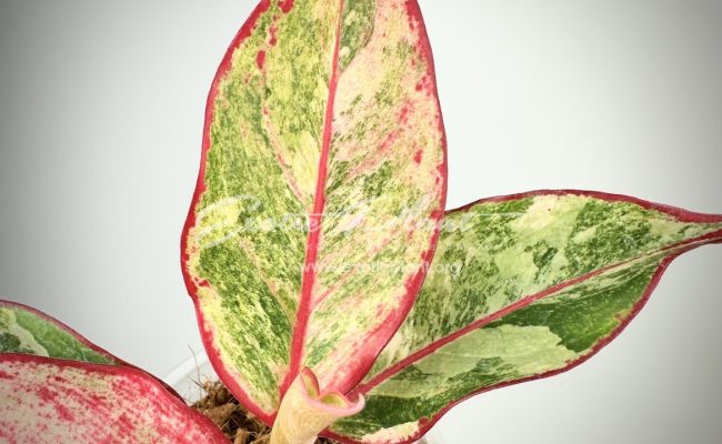 Aglaonema Siam Aurora variegated