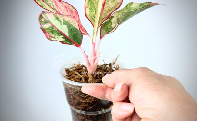 Aglaonema Siam Aurora variegated