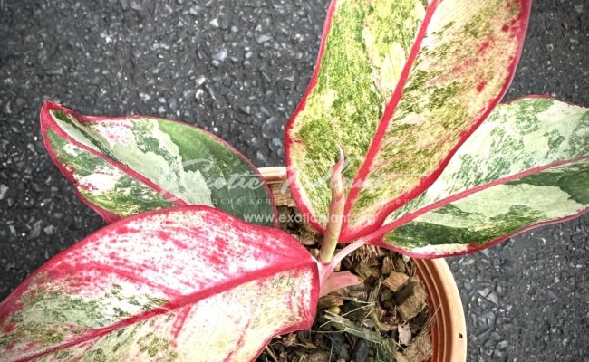 Aglaonema Siam Aurora variegated