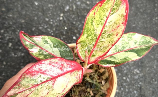 Aglaonema Siam Aurora variegated