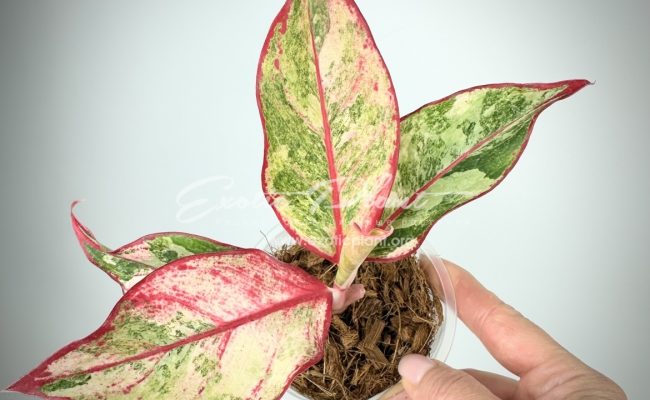 Aglaonema Siam Aurora variegated