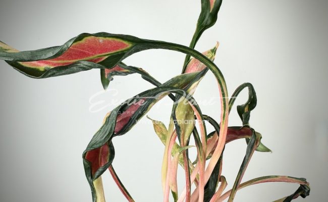 aglaonema Squid