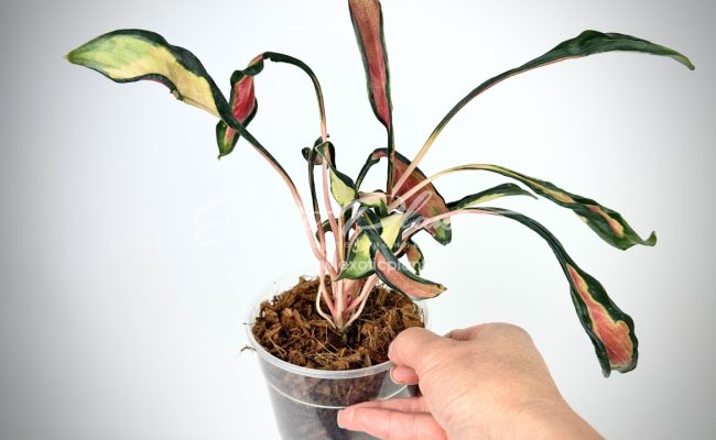 aglaonema Squid