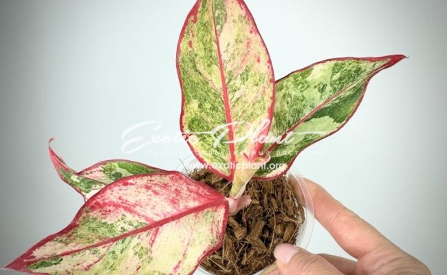 aglaonema-siam-aurora-variegated