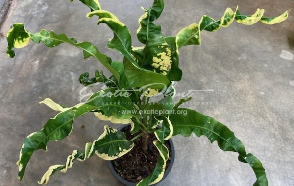 Codiaeum Chao Mueng Pangtan 30