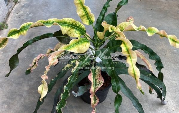 Codiaeum Pra Ram (long leaf) 45