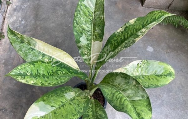 Dieffenbachia Hongsaa variegated ‘Marble’ 80