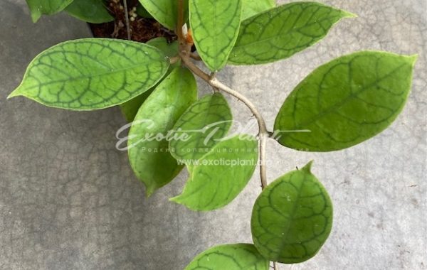 Hoya callistophylla (F1)(wax leaf) 30