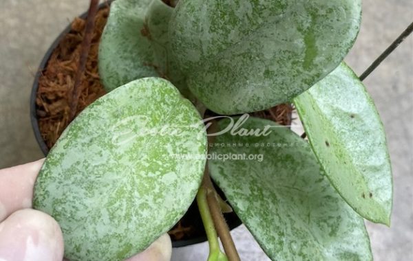 Hoya carnosa ‘Nova Ghost’ (S)(#969) 50