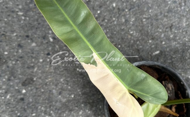 Philodendron atabapoense variegated 500-900