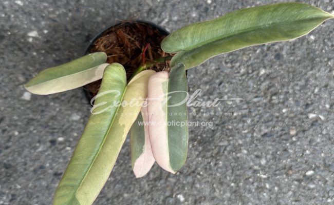 Philodendron atabapoense variegated 500-900