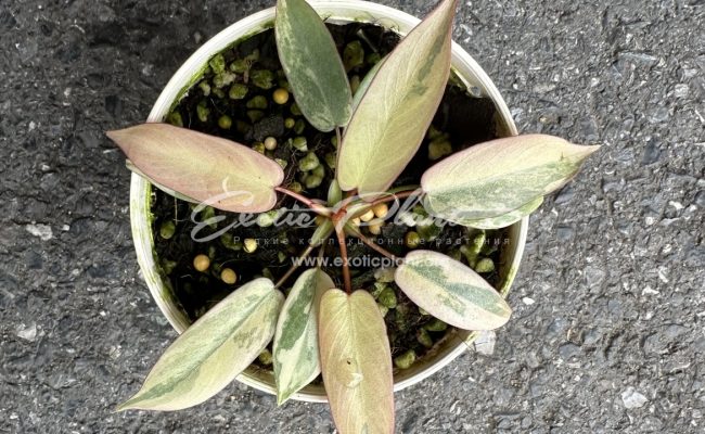 Philodendron atabapoense variegated 500-900