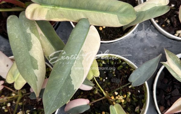 Philodendron atabapoense variegated 500-900