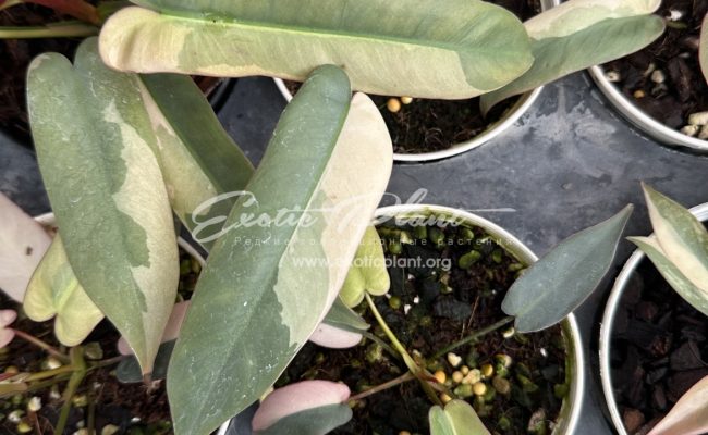 Philodendron atabapoense variegated 500-900