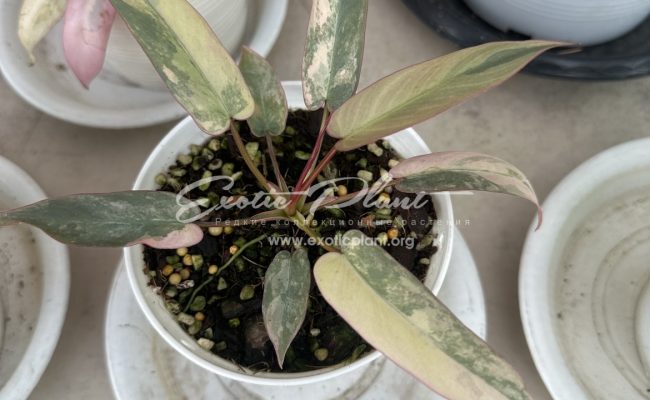 Philodendron atabapoense variegated 500-900