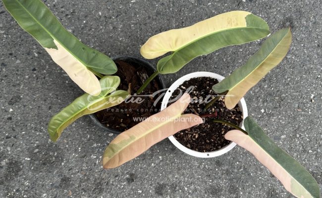 Philodendron atabapoense variegated 500-900