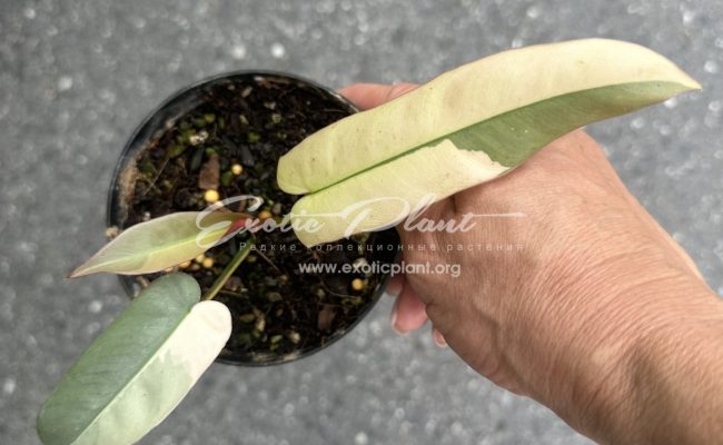 Philodendron atabapoense variegated 500-900