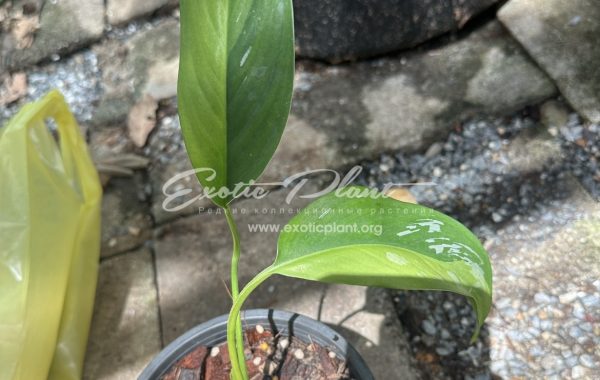 scindapsus officinalis Aurea variegated 70