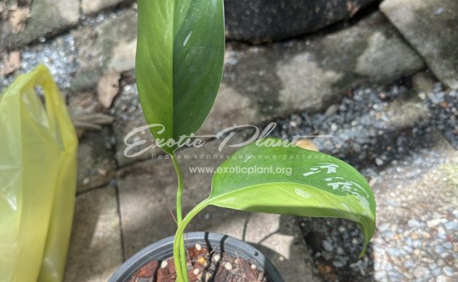 scindapsus officinalis Aurea variegated 70