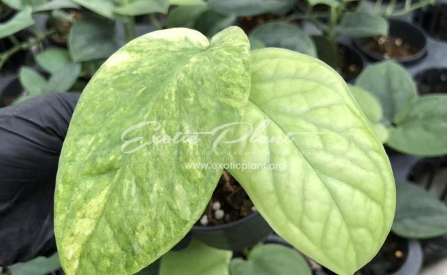 Amydrium Spider variegated 35