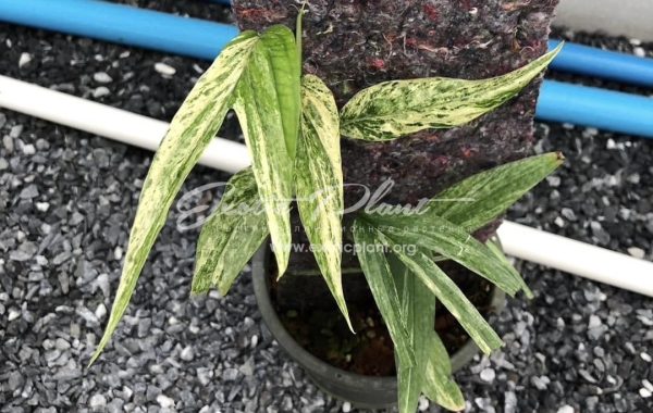 Amydrium zippelianum variegated #2  30