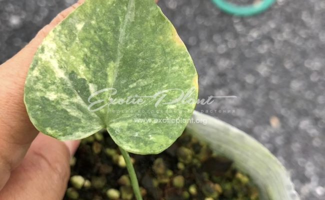 Anthurium pterodactyl variegated 100