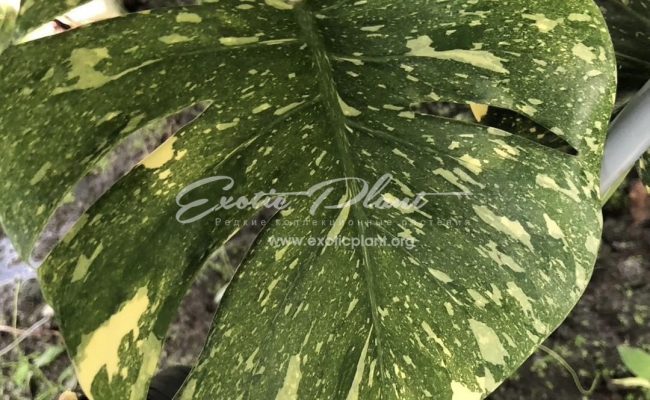 Monstera Creame brulee 220