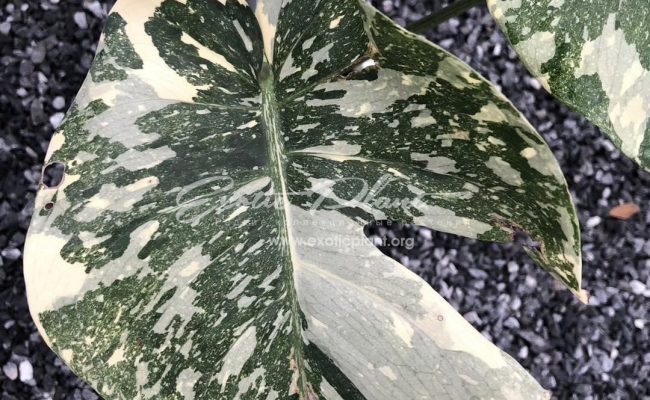 Monstera Creame brulee 250